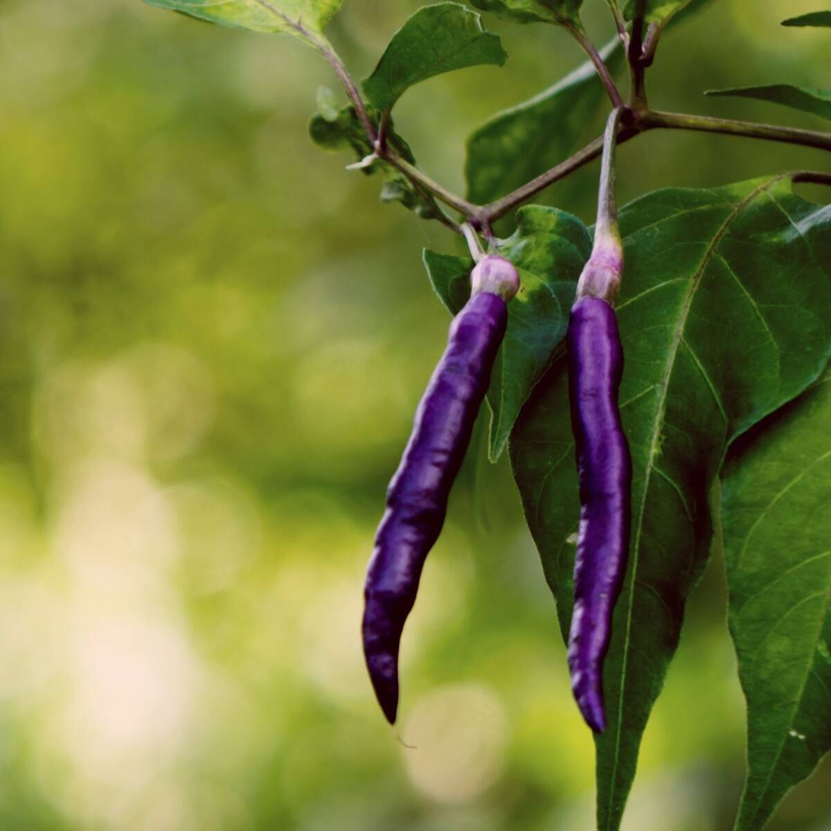 Chilli- Lilac Cayenne