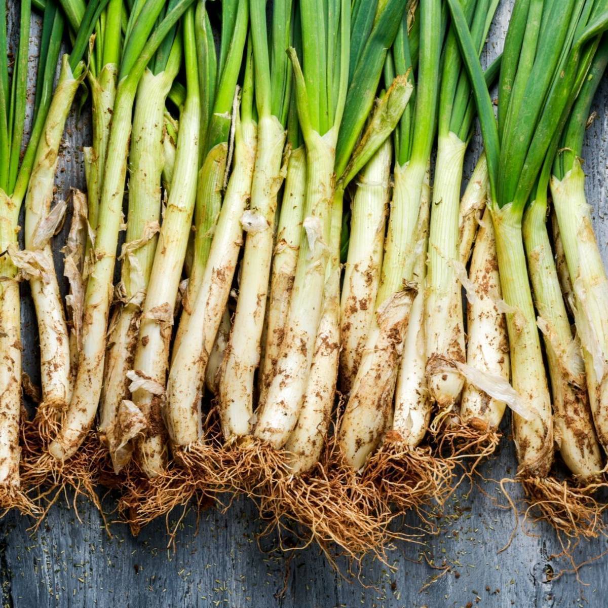 Onion- Calcot