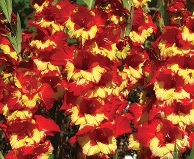 Tiger Flame Red Yellow Bulb