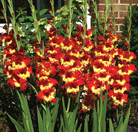 Tiger Flame Red Yellow Bulb