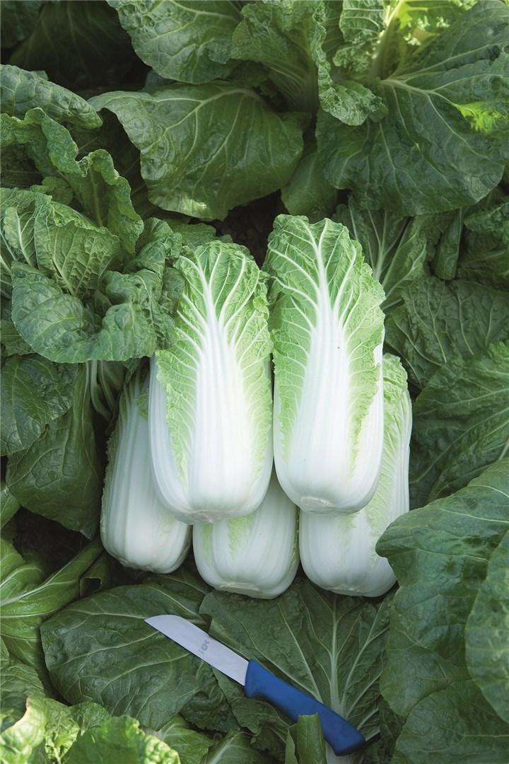 Bilko – Organic Chinese Cabbage Seed