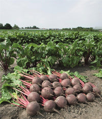 Boro – Beet Seed