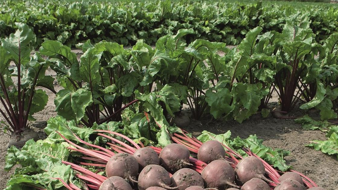 Boro – Beet Seed