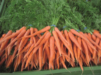 Yaya – Organic Carrot Seed