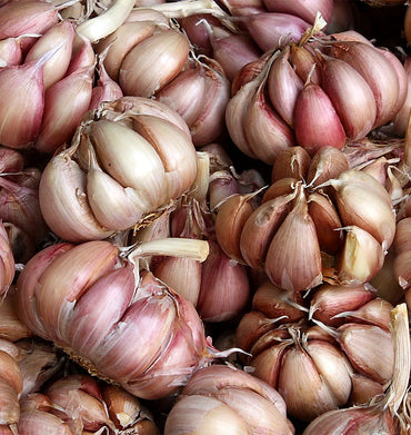 Garlic- New Zealand Red ()