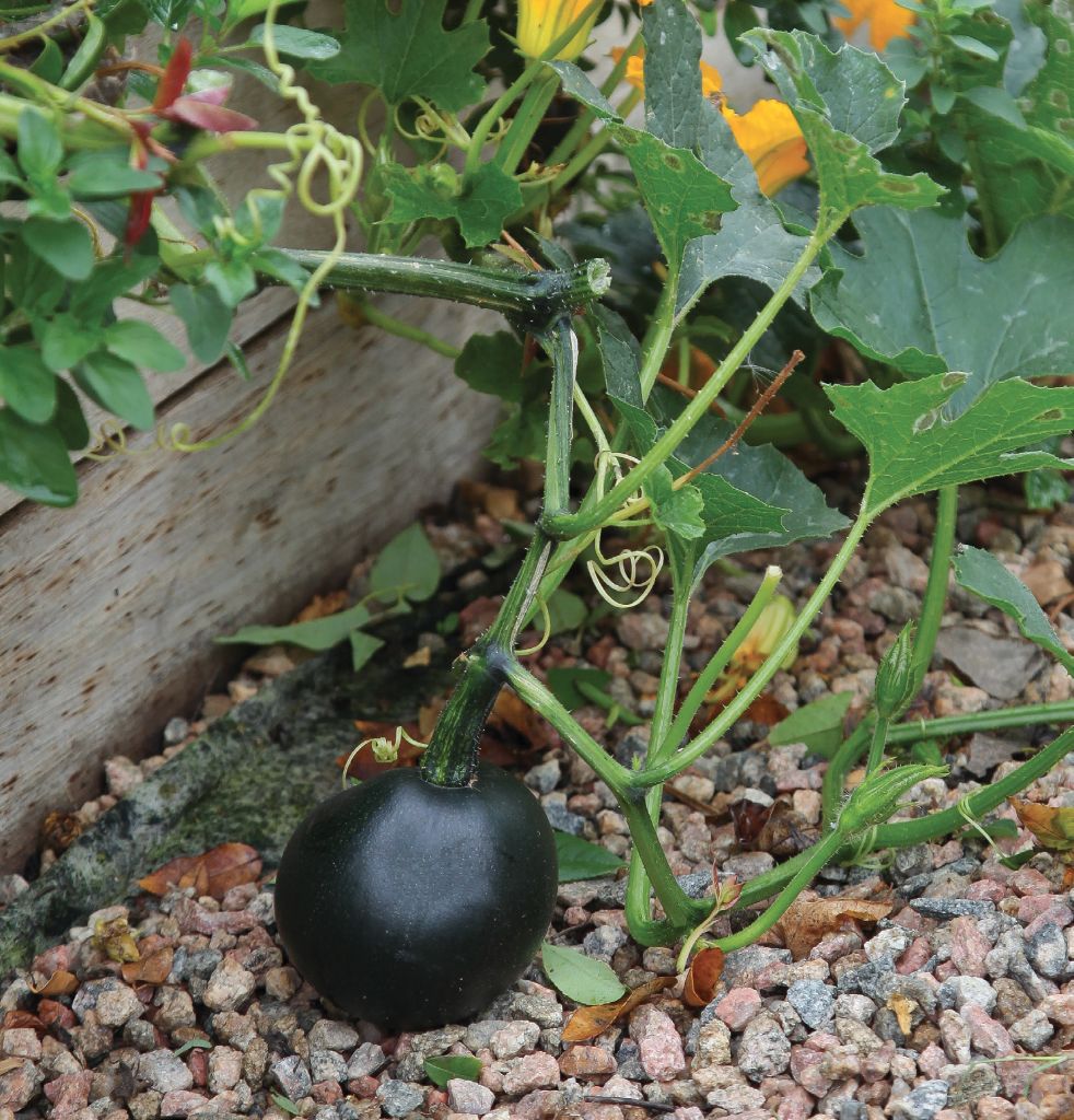 Winter Squash- Gem Rolet