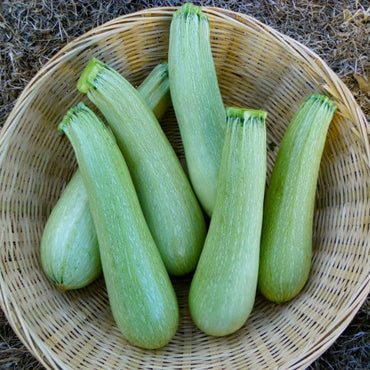 Zucchini- Italian Light Green