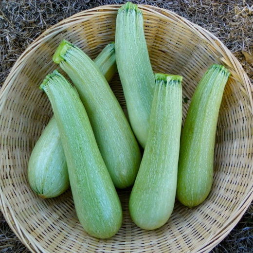 Zucchini- Genovese