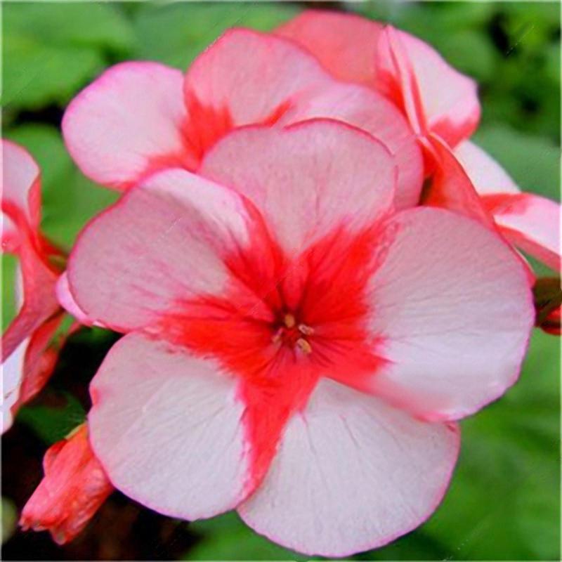 Geranium Seeds Home Garden