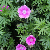 Elke Everblooming Hardy Geranium