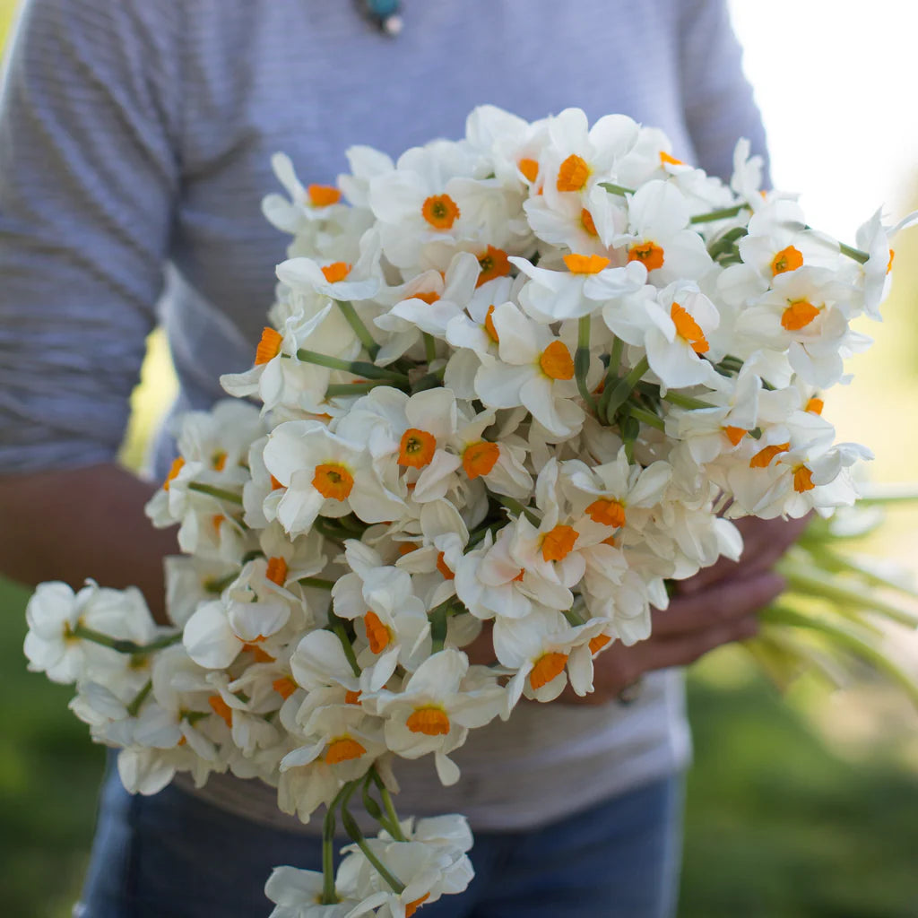 Geranium – Narcissus