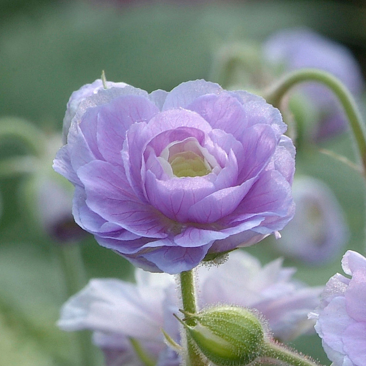 Summer Skies Double Hardy Geranium