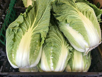 Cabbage, Chinese- Michihili