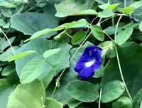 Blue Butterfly Pea