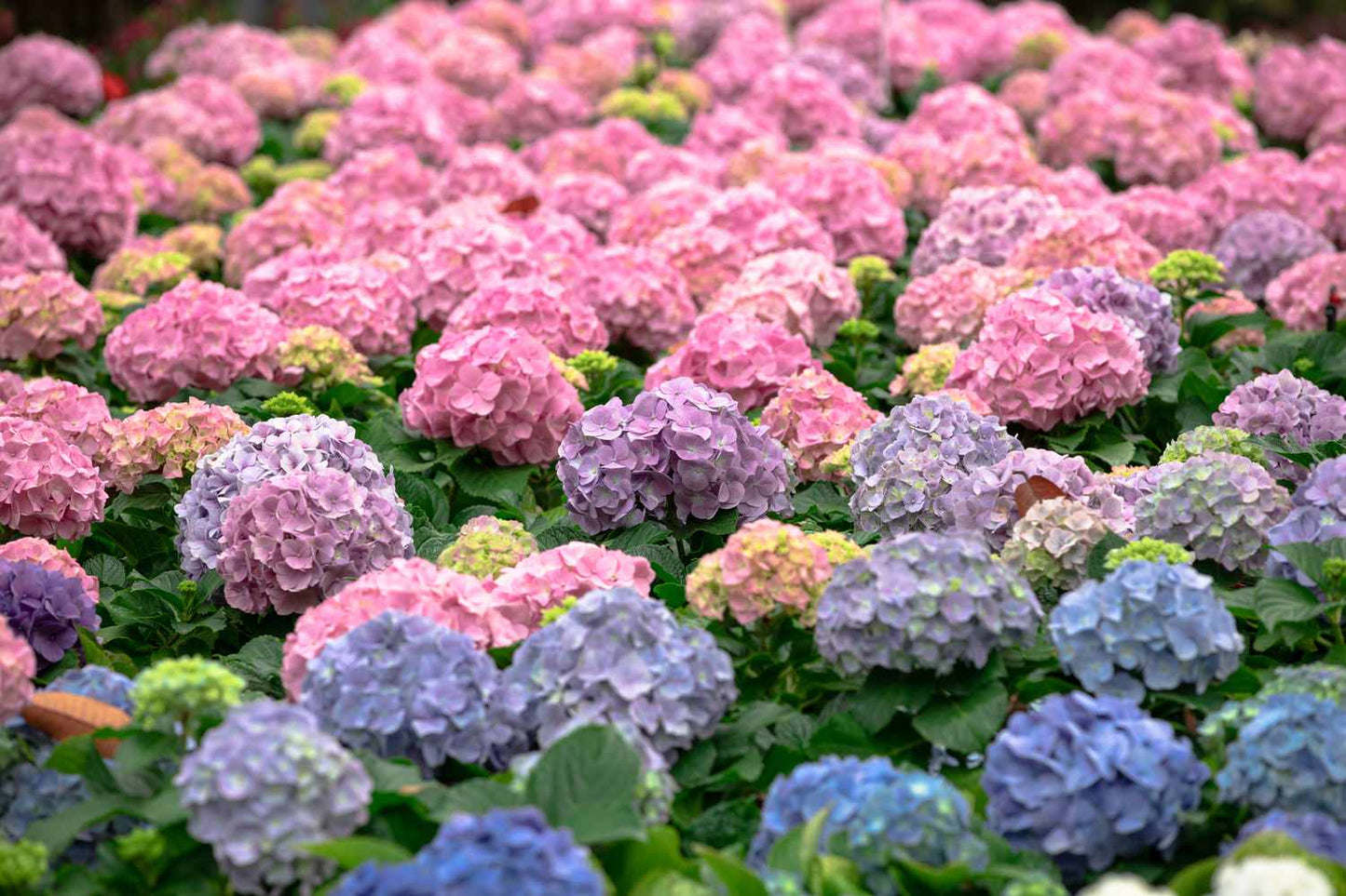 Vanilla Strawberry Panicle Hydrangea Mixed Color Seeds