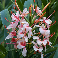 Hedychium  Bulbs