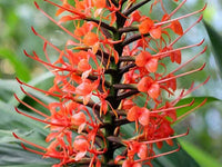 Hedychium Mix Colors Bulbs