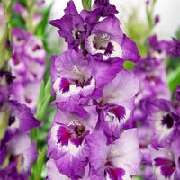 Vista Gladiolus