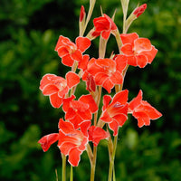 Atom Hardy Gladiolus