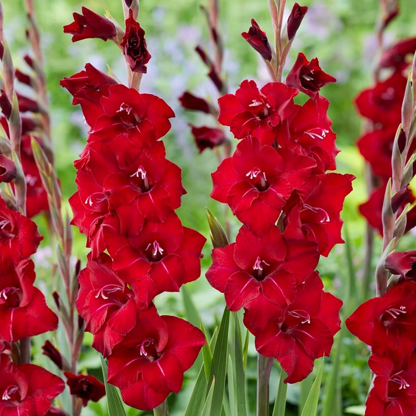 Tom Dwarf Gladiolus