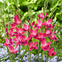 Vulcano Hardy Gladiolus