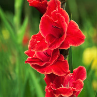 Oscar Red Bulb