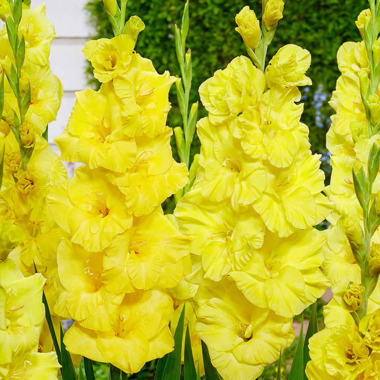 True Yellow Bulbs