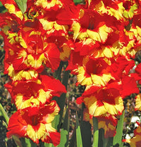 Tiger Flame Red Yellow Bulb