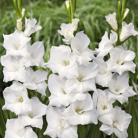 Pearl Priscilla Creamy White Bulbs