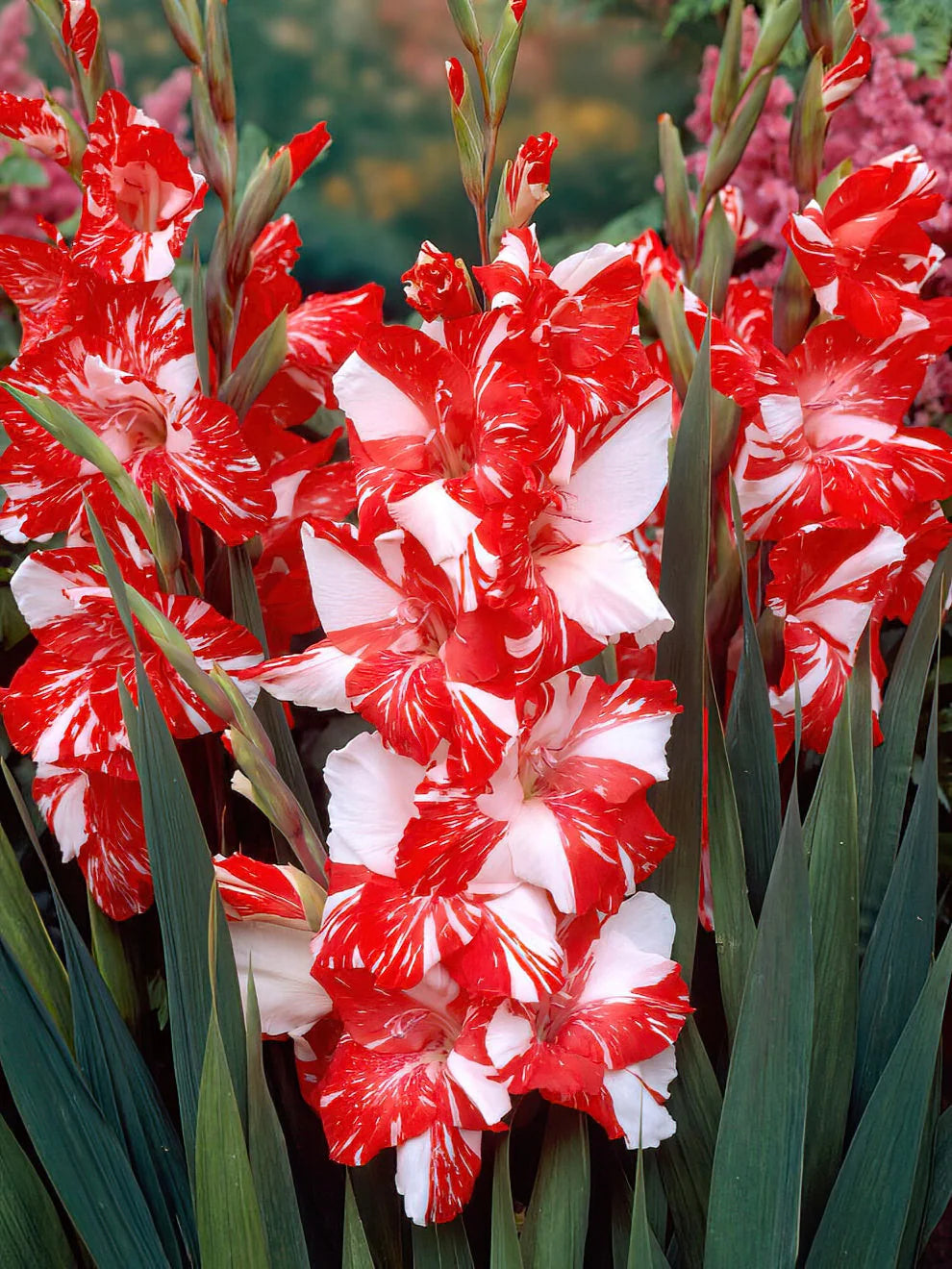 Zizanie Gladiolus