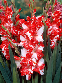 Zizanie Gladiolus