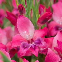 Vulcano Hardy Gladiolus