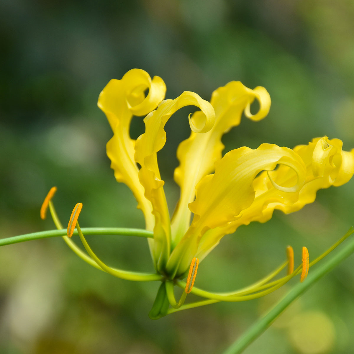 Flame Lily Gloriosa Lutea Yellow Bulb