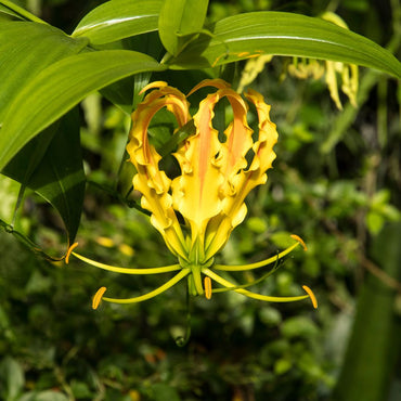 Flame Lily Gloriosa Lutea Yellow Bulb