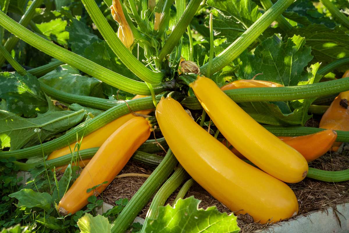 Zucchini- Golden Arch Crookneck