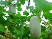 Ash Gourd, Methai Petha, Agri Petha Vegetable Seeds