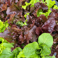 Wildfire Lettuce Mix – Lettuce Seeds