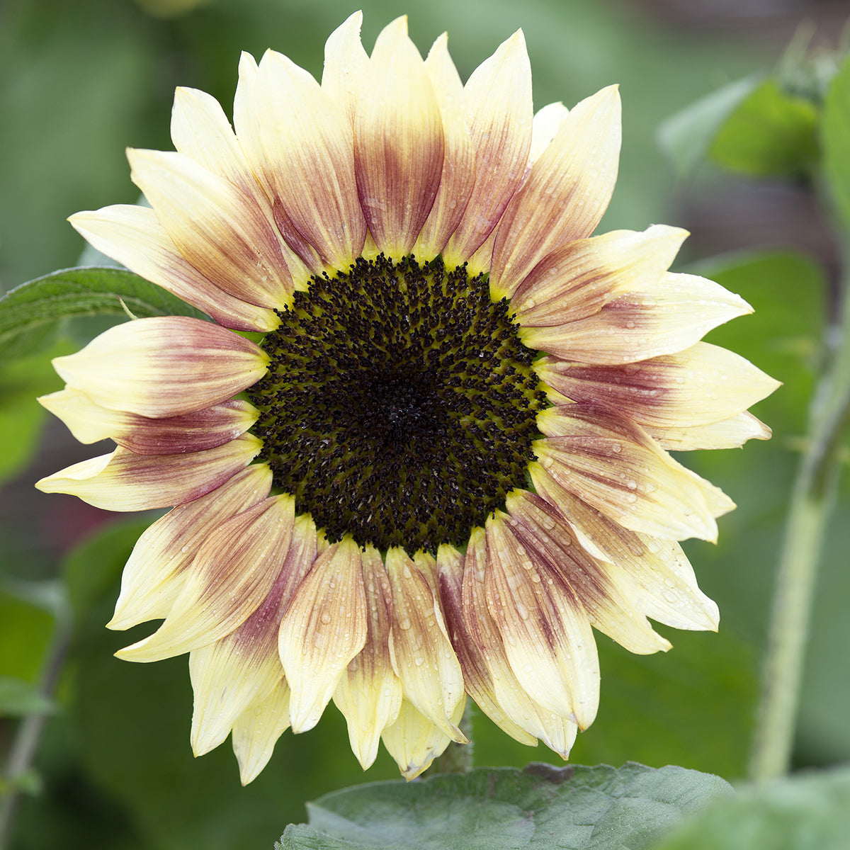 Summer Lovin – Sunflower Seed