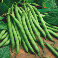 Bush Beans Vegetable Seeds