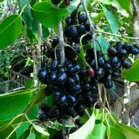 Jamun Fruit Tree Seeds