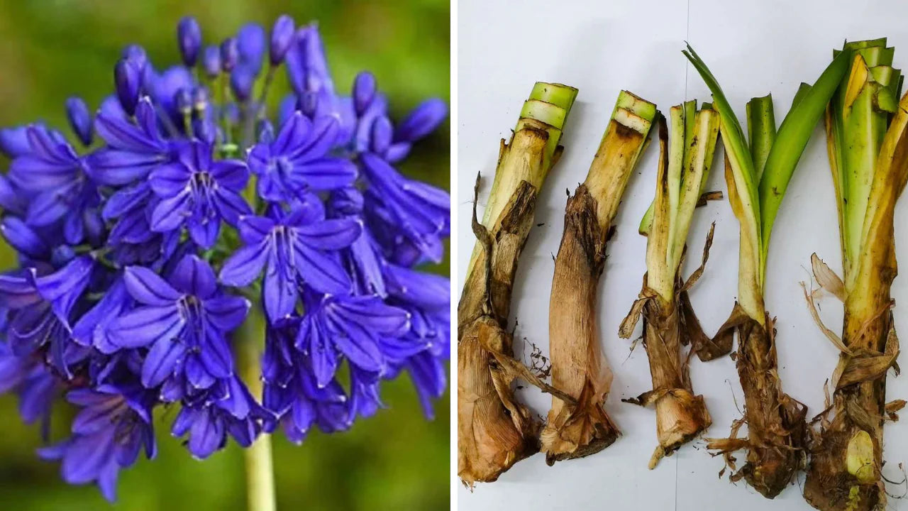 Agapanthus Bulbs