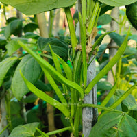 Guar Phali Hybrid, Cluster Beans Vegetable Seeds