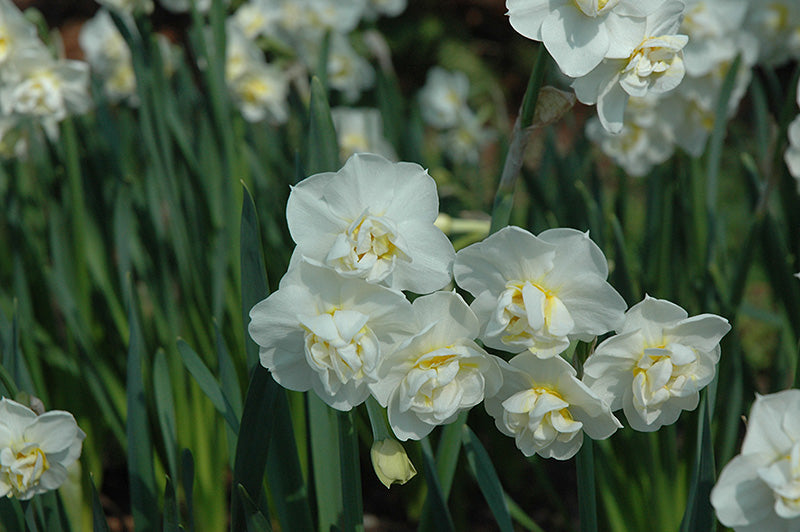 Cheerfulness – Narcissus