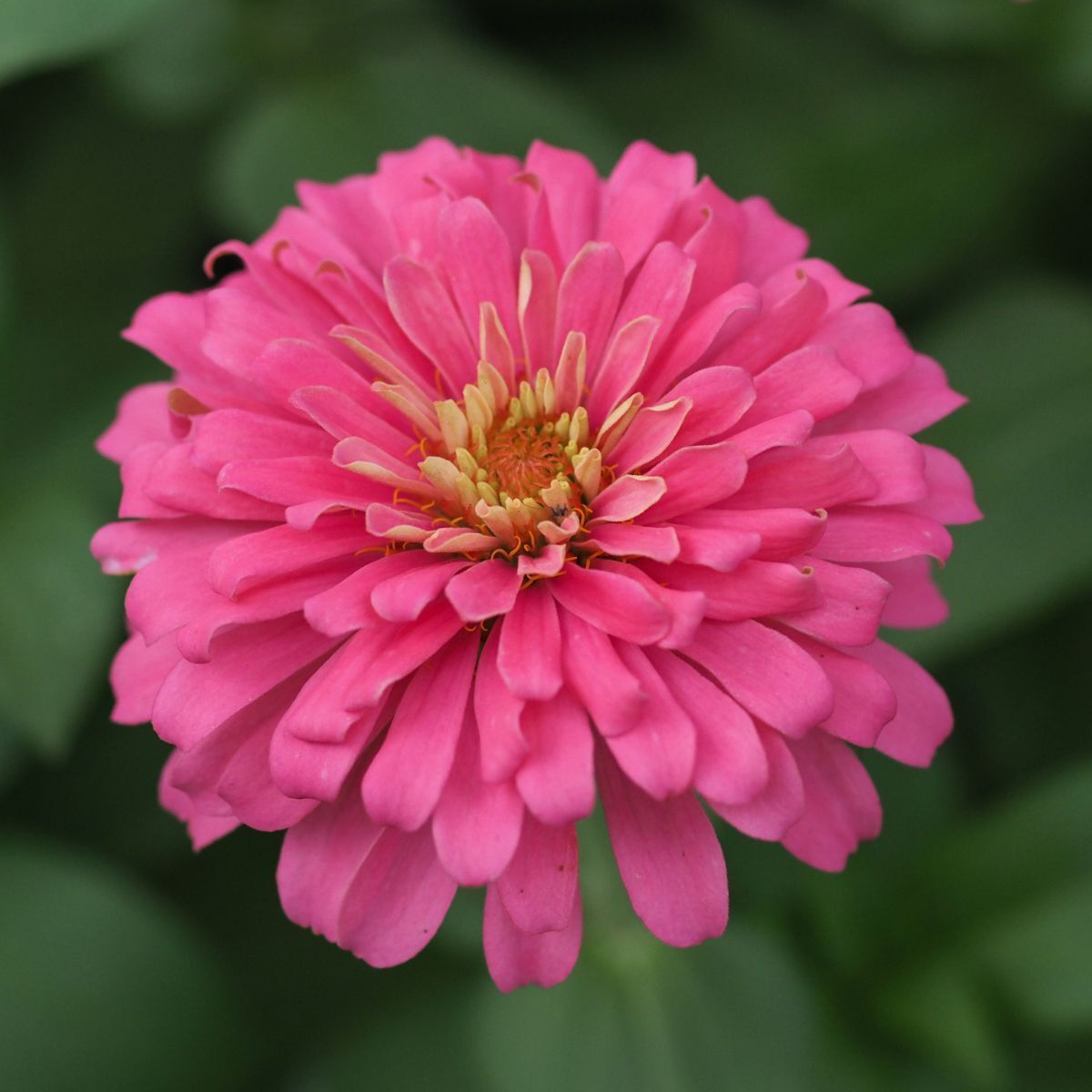 Zinnia- Benary's Giant Bright Pink