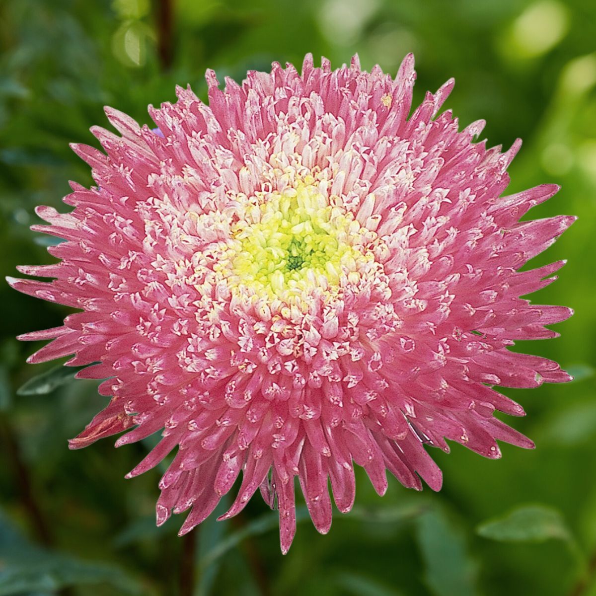 Aster- Benary's Princess Crimson