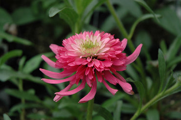 Mini Belle Coneflower