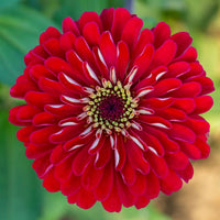 Zinnia- Benary's Giant Deep Red