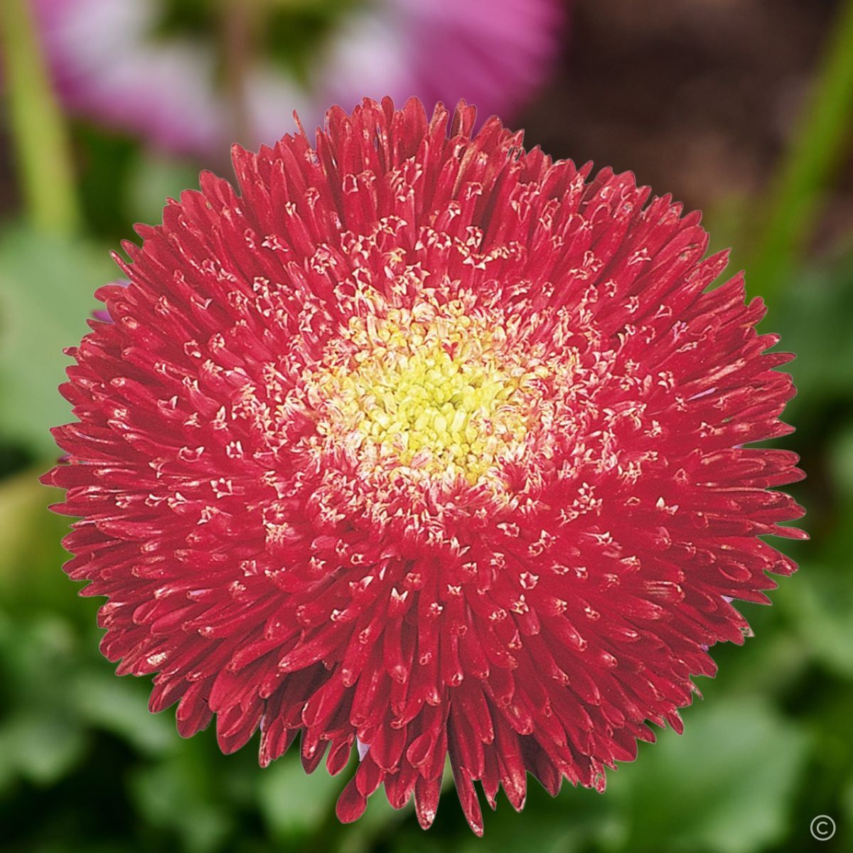 Aster- Benary's Princess Bright Red