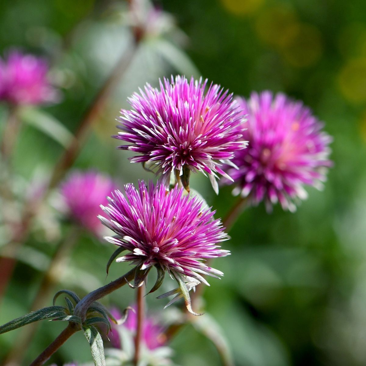 Billy Buttons- Pink