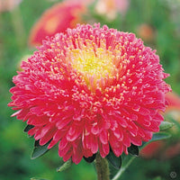 Aster- Benary's Princess Bright Rose